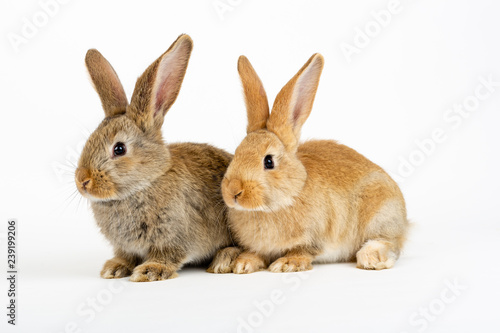 Cute pair of young baby Flemish Giant rabbits, natural grey and sandy colour, isolated on white background.