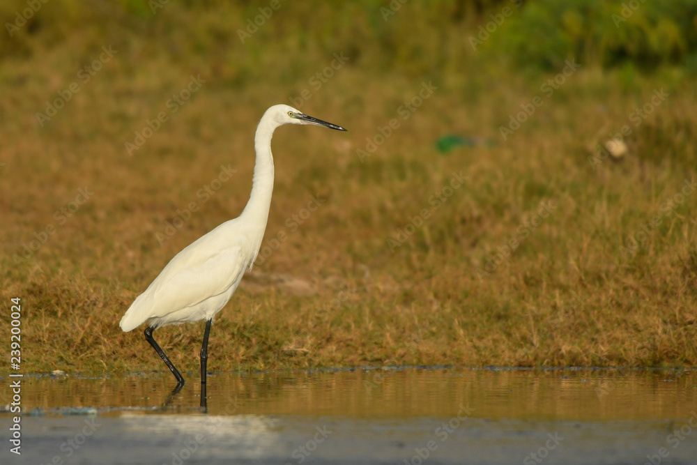 Little Egret / Egretta garzetta Little Egret / Egretta garzetta