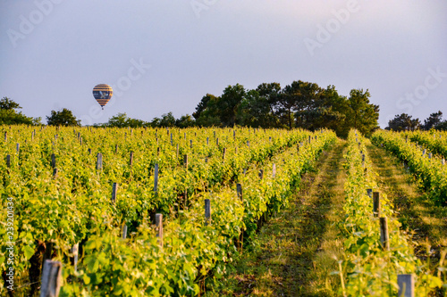 Vineyards in France