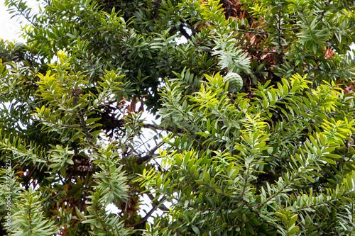 A young kauri tree growing in Victoria Square, Christchurch photo