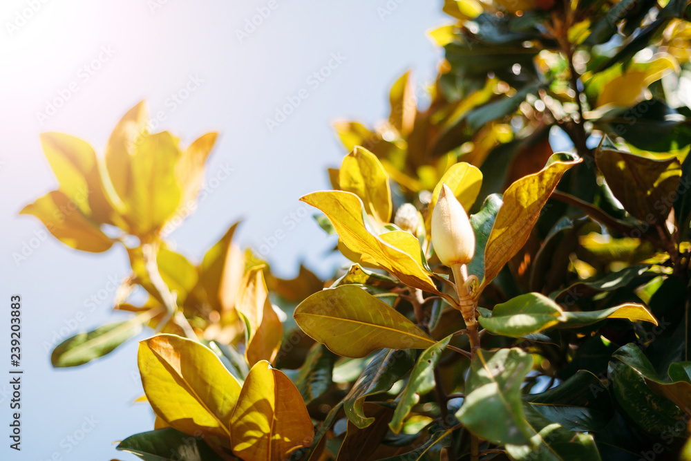 Obraz premium unopened Bud Magnolia large-flowered