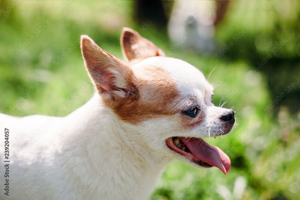 Close-up portrait of a cute smiling chihuahua dog on a hot summer day outdoors.