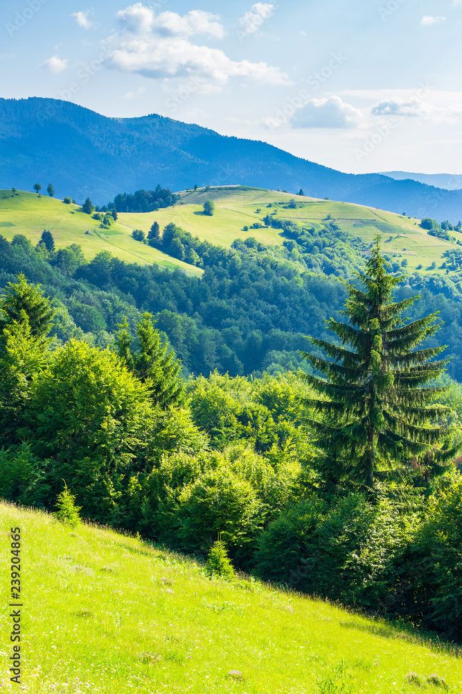 rural field on forested rolling hills in summer. wonderful mountainous landscape