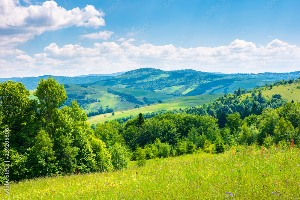 beautiful summer landscape in mountains. grassy meadow, green foliage, blue sky on a sunny warm day beautiful summer landscape in mountains. grassy meadow, green foliage, blue sky on a sunny warm day