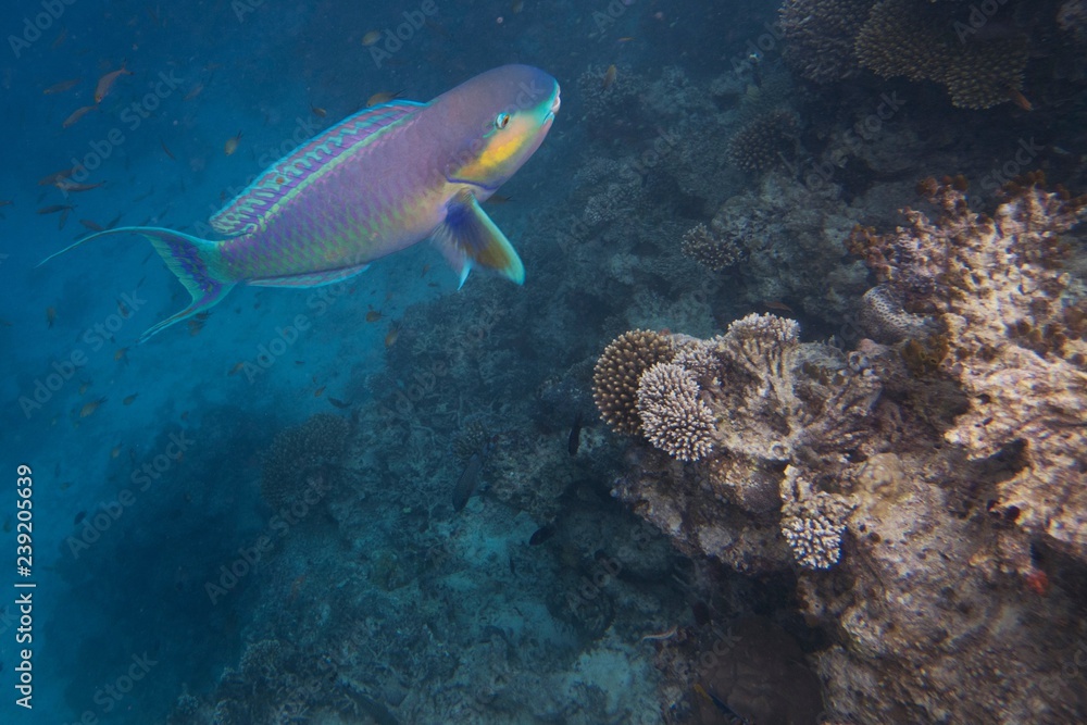 Fototapeta premium pez loro