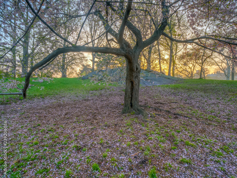 Naklejka premium Central Park, New York City in spring