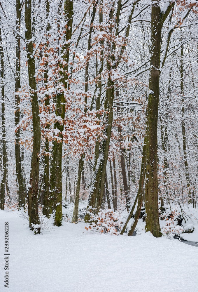 Fototapeta premium birch trees among winter beech forest. lovely nature background.