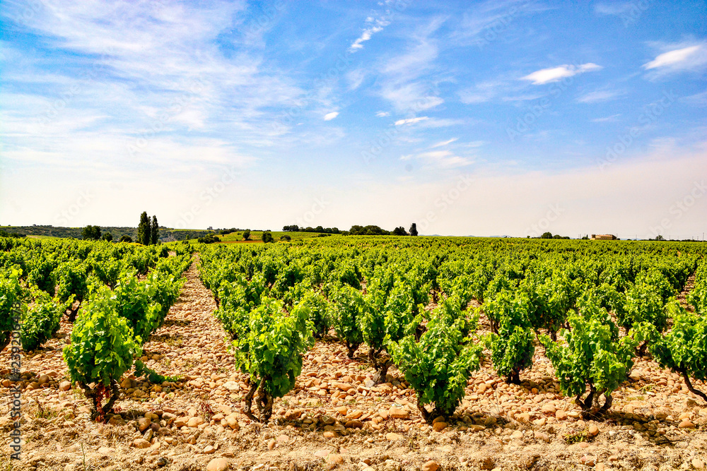 Vineyards of Chateauneuf du Pape
