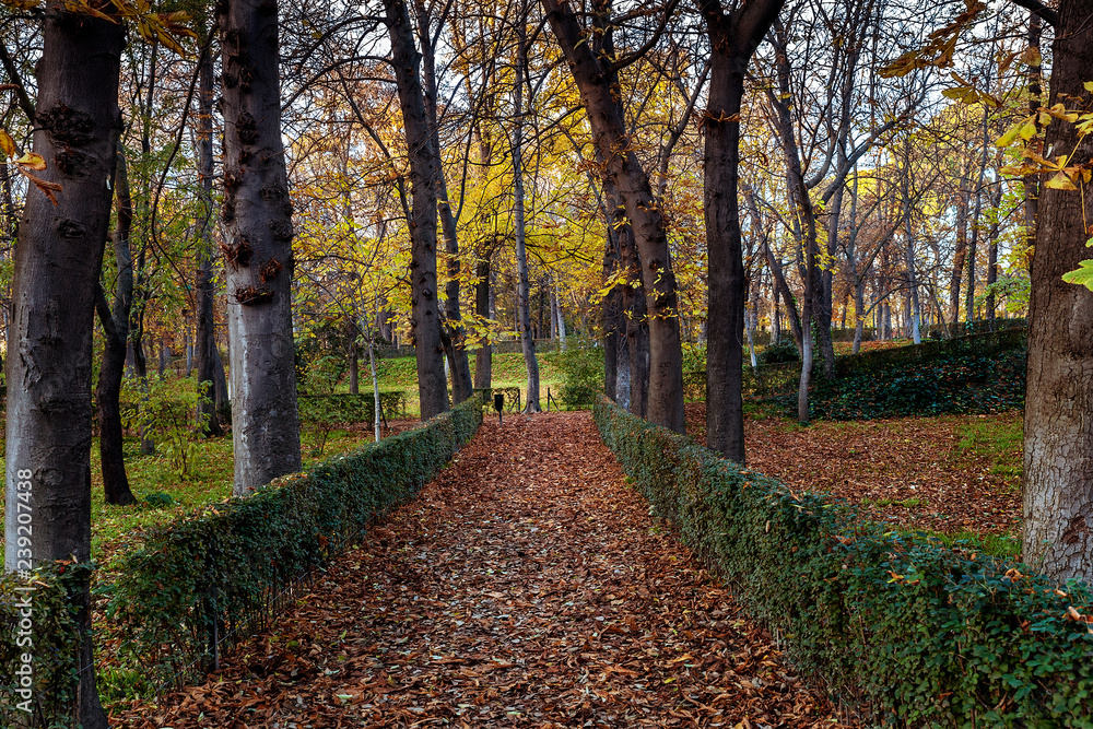 Naklejka premium road full of leaves in retiro park. Madrid