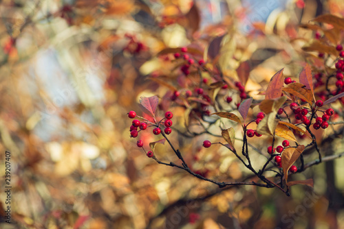 red berries and golden leaves in morning sun © Amy Buxton