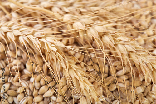 Background of winter wheat kernels. Spikelets of wheat. Wheat grain as background texture. Processed organic wheat grains as agricultural background.