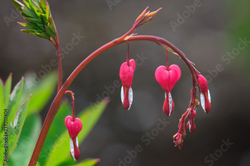 Bleeding heart flowers (Dicentra spectabils) photo