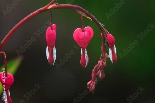 Bleeding heart flowers (Dicentra spectabils) photo