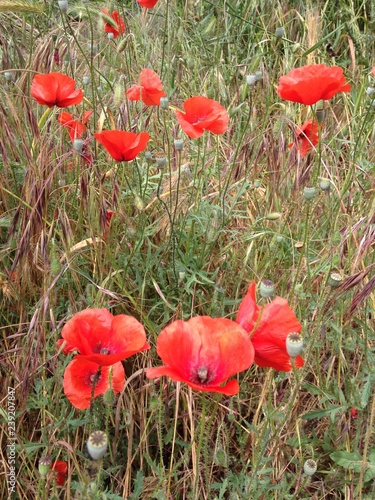 coquelicots