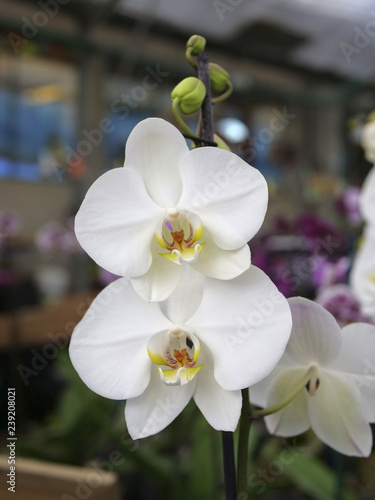 To blooming flowers of orchid