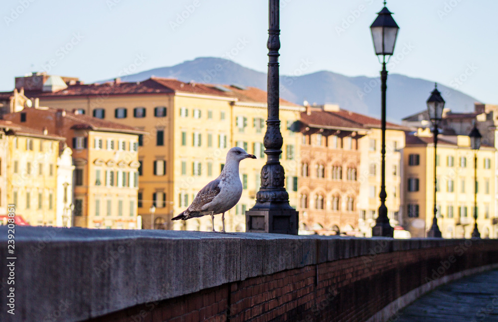 Fototapeta premium Большая серая чайка прогуливается по парапету