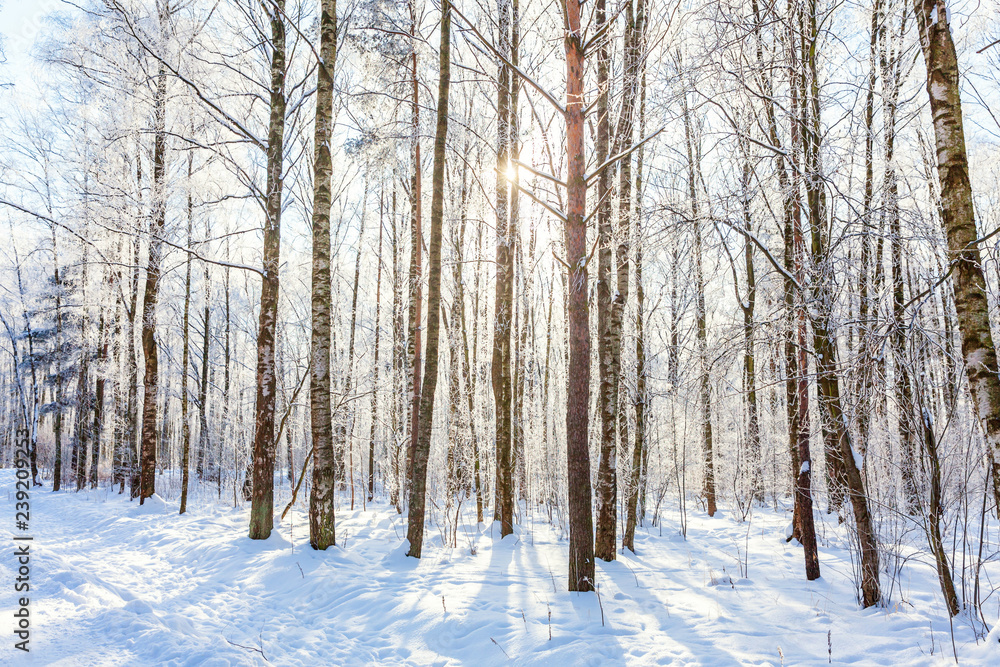 Frosty trees in snowy forest, cold weather in sunny morning. Tranquil winter nature in sunlight. Inspirational natural winter garden or park. Peaceful cool ecology nature landscape background Frosty trees in snowy forest, cold weather in sunny morning. Tranquil winter nature in sunlight. Inspirational natural winter garden or park. Peaceful cool ecology nature landscape background