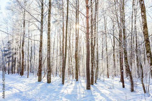 Frosty trees in snowy forest, cold weather in sunny morning. Tranquil winter nature in sunlight. Inspirational natural winter garden or park. Peaceful cool ecology nature landscape background