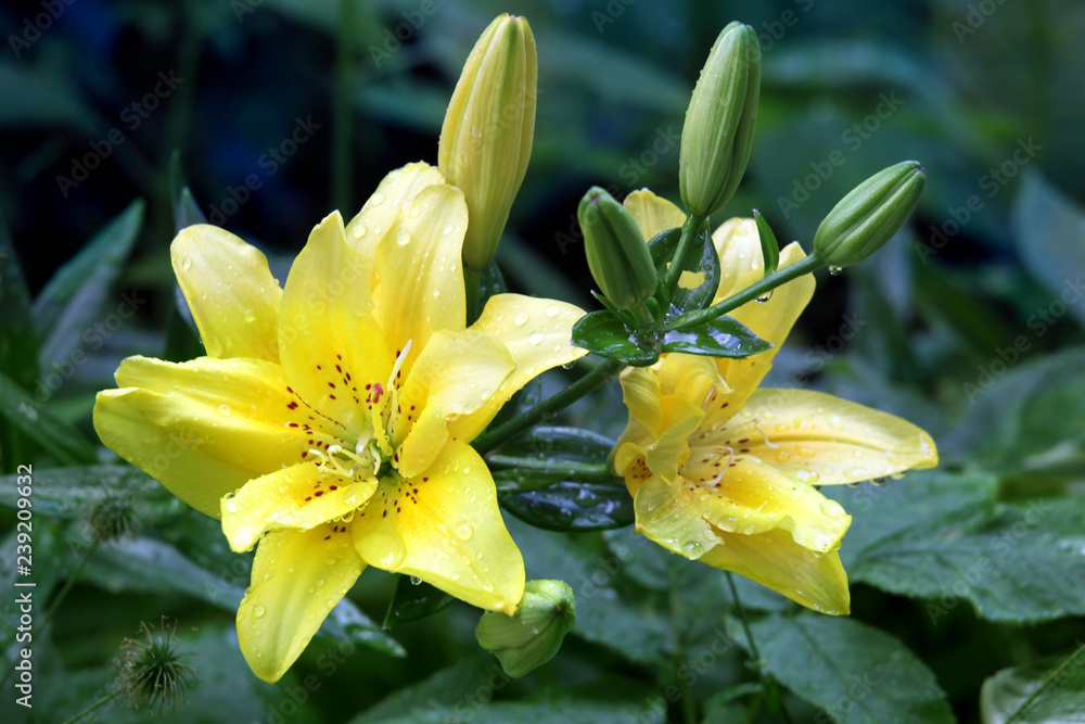 Fototapeta premium Yellow lily flowers with rain drops