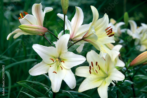 Fototapeta Naklejka Na Ścianę i Meble -  White lily flowers in summer garden