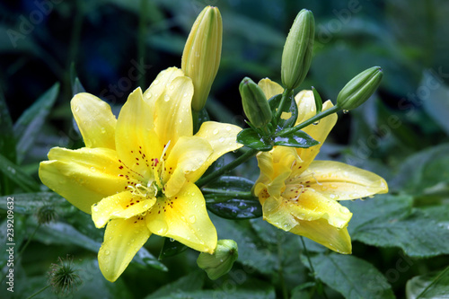 Fototapeta Naklejka Na Ścianę i Meble -  Yellow lily flowers with rain drops