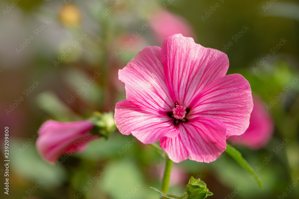 Petunia flowers bloom in the garden Petunia flowers bloom in the garden