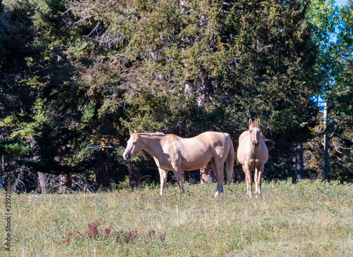High Country Horses