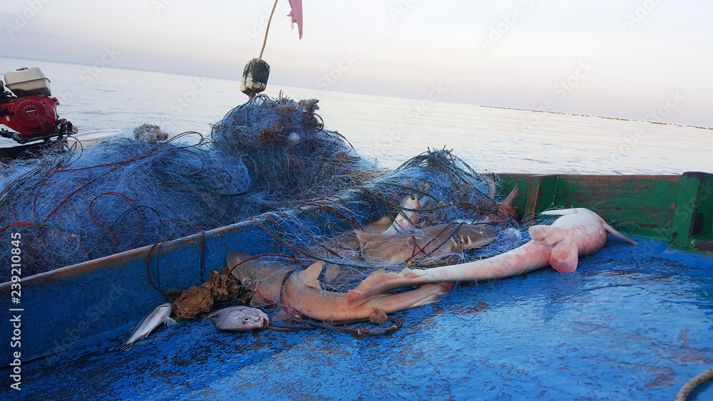 Naklejka premium Ryby Rekin złowił sieć rybną na łodzi