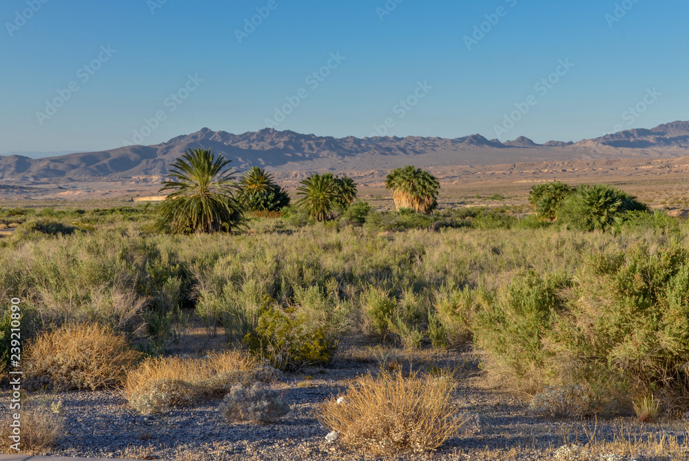 desert fan palms (Washingtonia filifera) at Rogers Spring Lake Mead National Recreation area, Nevada, USA
