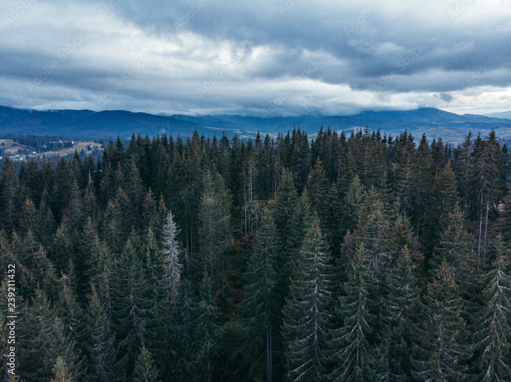 aerial view of fir-tree tree forest in carpathian mountains