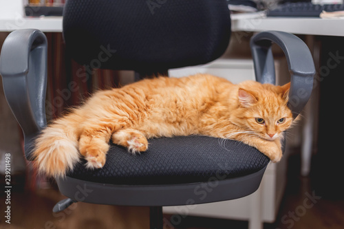 Photos Cute ginger cat sleeping on computer chair
