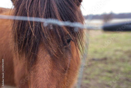 portrait of a horse - vlose up photo