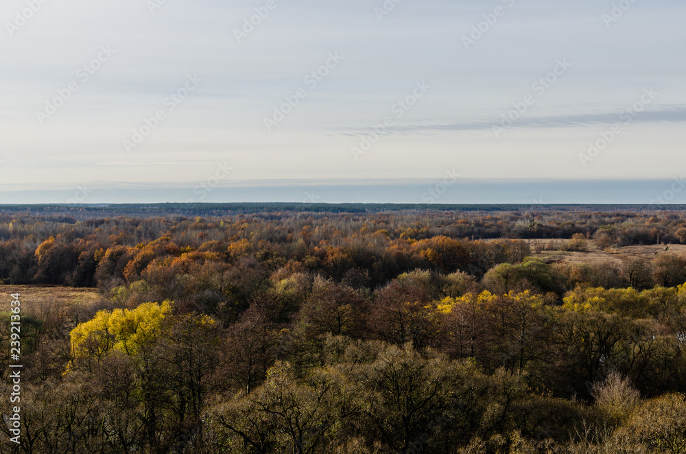 Landscape in the forest with trees falling leaves. View of autumn forest from the hill
