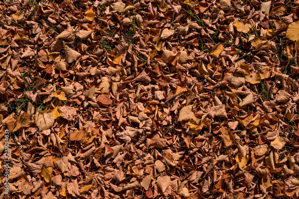 Autumn leaves on the ground. Good for background. Foliage withered. Light brown color Autumn leaves on the ground. Good for background. Foliage withered. Light brown color