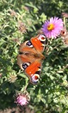 Butterfly on a flower in the garden