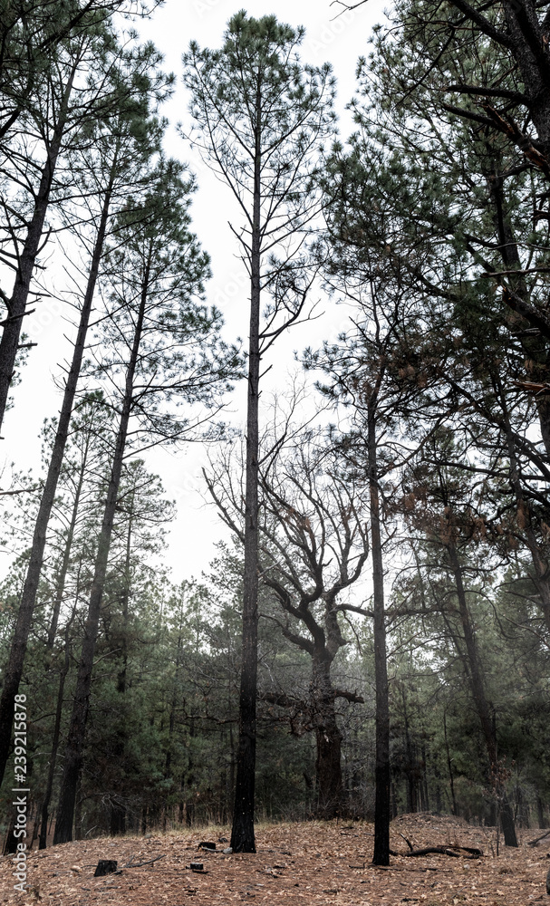 Fog rising around a twisted deciduous tree among a stand of pines Fog rising around a twisted deciduous tree among a stand of pines