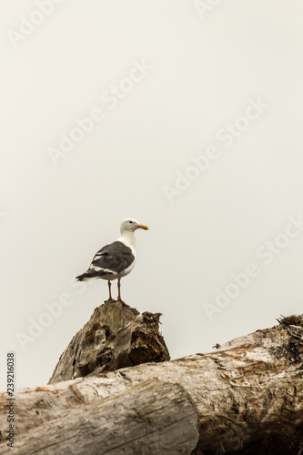 seagull pirched on a pile of large driftwood logs photo