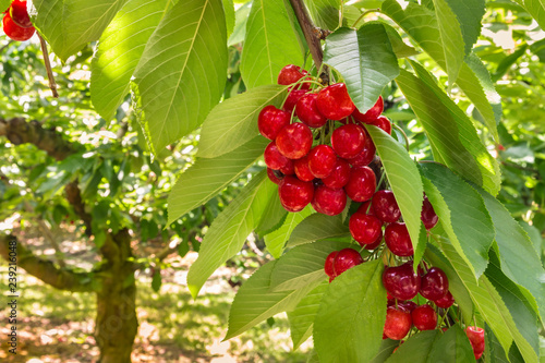 cherry tree with ripe red cherries in cherry orchard
