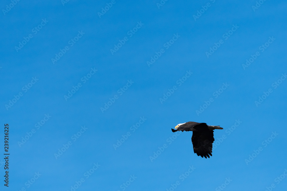 American bald eagle flying in a clear blue sky American bald eagle flying in a clear blue sky