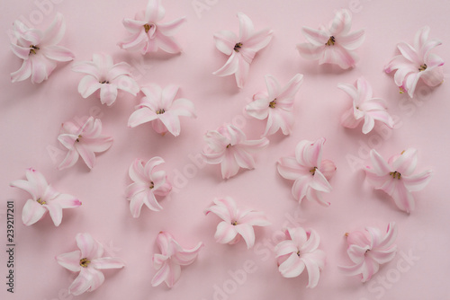 Hyacinth Pink Surprise Dutch Hyacinth. Pink flowers on a light pink background