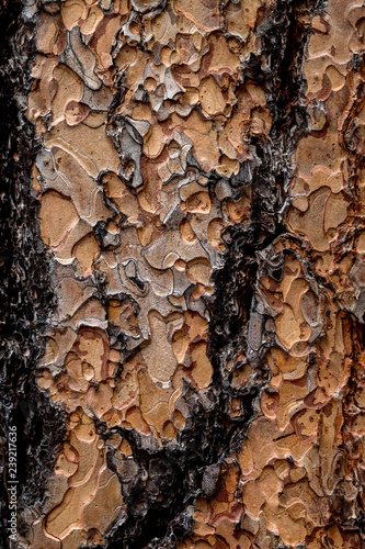 Dark and light brown close-up abstract of tree bark texture
