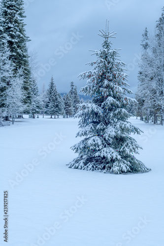 Lone pine tree in winter with lots of snow and Christmas lights