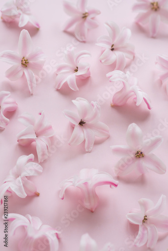 Fototapeta Naklejka Na Ścianę i Meble -  Hyacinth Pink Surprise Dutch Hyacinth. Spring bulbs. Spring flowers. The perfume of blooming hyacinths is a symbol of early spring. Texture. Pink flowers on a light pink background