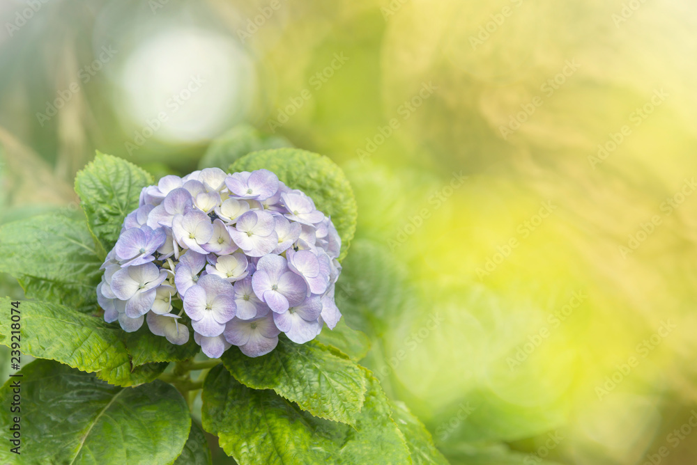 Obraz premium Purple hydrangea Flower at the garden.