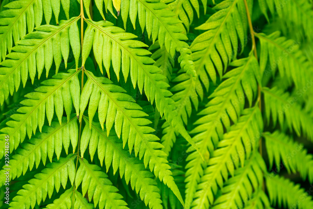 Green fern leaves closeup for background.