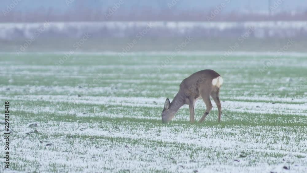 Beautiful roe deers in morning light, Beautiful roe deers in morning light,