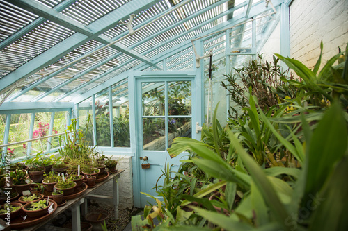 Fototapeta Blue painted glass walled greenhouse with lots of plants and flowers, indoor
