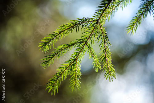 Fir Needle in the forest. Blurred forest sky backround