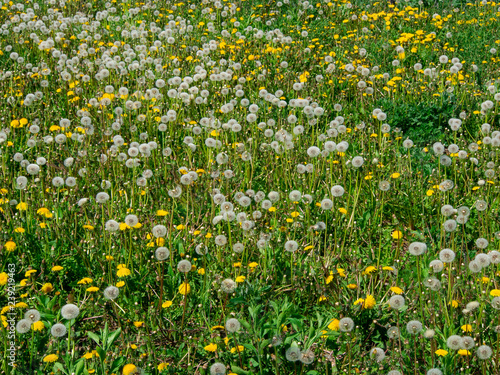 Meadow full of dandelion.