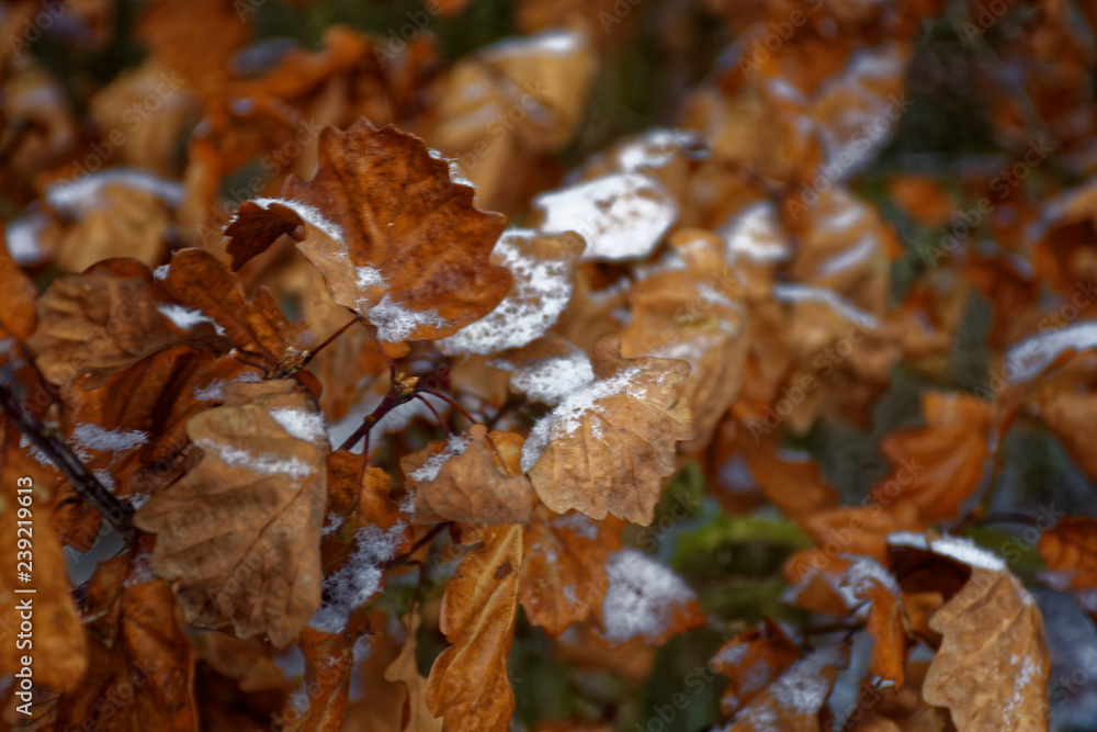 frozen leaves in the forest frozen leaves in the forest